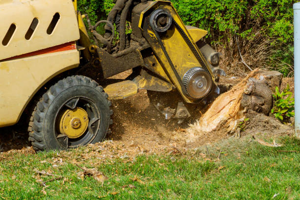 How Our Tree Care Process Works  in  Fairview, TX